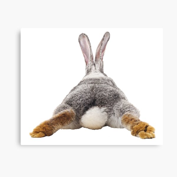 Cute Bunny Rabbit Tail Butt Image Picture Canvas
