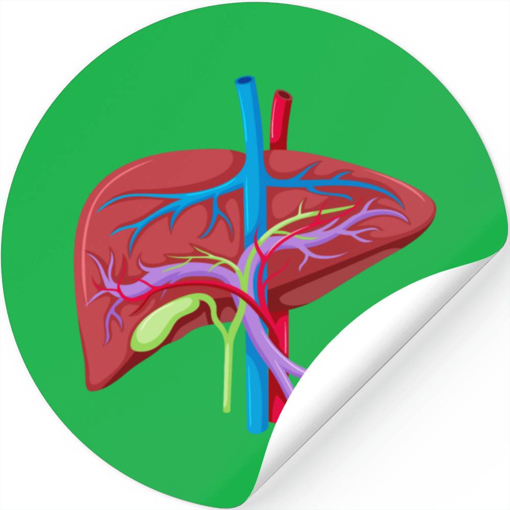 Anatomical liver Stickers